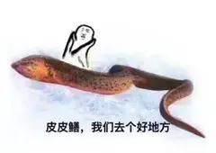 网红的黄鳝视频,揭秘网红背后的惊人真相